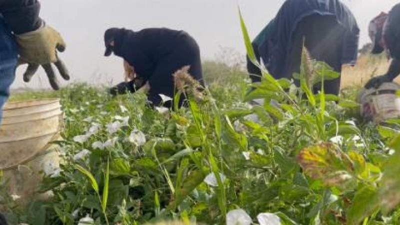 الهطولات المطرية الأخيرة تنعش الزراعة في لواء البترا